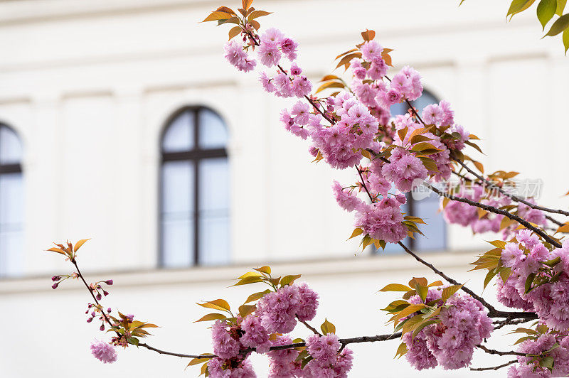 一棵日本樱桃(Prunus serrulata)树的特写照片